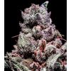 Product_Gealato Sherb - Cannabis Seeds by GEASEEDS, Package Unit: 3 Seed / Package_Cannadusa_Marketplace_Buy