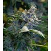 Product_GMO - Cannabis Seeds by GEASEEDS, Package Unit: 3 Seed / Package_Cannadusa_Marketplace_Buy