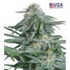 Product_Gorilla Glue 4  - Cannabis Seeds by GEASEEDS, Package Unit: 3 Seed / Package_Cannadusa_Marketplace_Buy