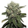 Product_Hard Diesel  - Cannabis Seeds by GEASEEDS, Package Unit: 3 Seed / Package_Cannadusa_Marketplace_Buy