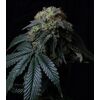 Product_Ice Cream Cake - Cannabis Seeds by GEASEEDS, Package Unit: 3 Seed / Package_Cannadusa_Marketplace_Buy