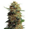 Product_Jack Orange  - Cannabis Seeds by GEASEEDS, Package Unit: 5 Seed / Package_Cannadusa_Marketplace_Buy