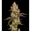 Product_Lemon Bean - Cannabis Seeds by GEASEEDS, Package Unit: 3 Seed / Package_Cannadusa_Marketplace_Buy