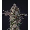 Product_Lemon Cherry Gealato - Cannabis Seeds by GEASEEDS, Package Unit: 10 Seed / Package_Cannadusa_Marketplace_Buy