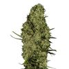 Product_Lima Haze  - Cannabis Seeds by GEASEEDS, Package Unit: 3 Seed / Package_Cannadusa_Marketplace_Buy