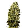 Product_M8  - Cannabis Seeds by GEASEEDS, Package Unit: 3 Seed / Package_Cannadusa_Marketplace_Buy