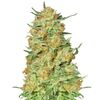 Product_Northern Kush  - Cannabis Seeds by GEASEEDS, Package Unit: 3 Seed / Package_Cannadusa_Marketplace_Buy