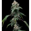 Product_Obama Runtz - Cannabis Seeds by GEASEEDS, Package Unit: 5 Seed / Package_Cannadusa_Marketplace_Buy