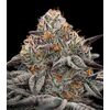 Product_Oreoz - Cannabis Seeds by GEASEEDS, Package Unit: 5 Seed / Package_Cannadusa_Marketplace_Buy