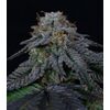 Product_Pluto - Cannabis Seeds by GEASEEDS, Package Unit: 3 Seed / Package_Cannadusa_Marketplace_Buy