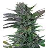 Product_Somango  - Cannabis Seeds by GEASEEDS, Package Unit: 3 Seed / Package_Cannadusa_Marketplace_Buy