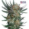 Product_Sour Kush  - Cannabis Seeds by GEASEEDS, Package Unit: 3 Seed / Package_Cannadusa_Marketplace_Buy