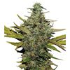 Produkt_Super Skunk  - Cannabis Saatgut by GEASEEDS, Paket Einheiten: 3 Samen / Packung__Cannadusa_Marktplatz_Kaufen