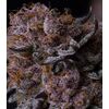 Produkt_Tropicana Berry - Cannabis Saatgut by GEASEEDS, Paket Einheiten: 3 Samen / Packung__Cannadusa_Marktplatz_Kaufen