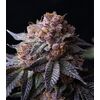 Produkt_Tropicana Cherry - Cannabis Saatgut by GEASEEDS, Paket Einheiten: 3 Samen / Packung__Cannadusa_Marktplatz_Kaufen