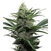 Product_Widow  - Cannabis Seeds by GEASEEDS, Package Unit: 3 Seed / Package_Cannadusa_Marketplace_Buy