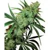 Product_Sensi Seeds Fruity Juice_Cannadusa_Marketplace_Buy