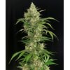 Product_Serious Seeds Seriosa_Cannadusa_Marketplace_Buy
