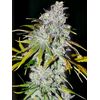 Product_The Cali Connection 22_Cannadusa_Marketplace_Buy