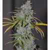 Product_The Cali Connection Blue Dream Haze_Cannadusa_Marketplace_Buy