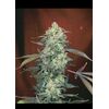 Product_Serious Seeds AK47_Cannadusa_Marketplace_Buy