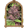 Product_Exotic Seed Black Haze Auto_Cannadusa_Marketplace_Buy