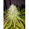 Product_The Cali Connection Boss HOGG_Cannadusa_Marketplace_Buy