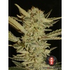 Product_Serious Seeds Bubble Gum_Cannadusa_Marketplace_Buy