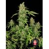 Product_Serious Seeds CBD Warlock_Cannadusa_Marketplace_Buy