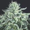 Gelato - Heart Notes - Pyramid Seeds
