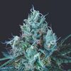 Ice Cream - Heart Notes - Pyramid Seeds