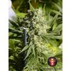 Product_Serious Seeds Double Dutch_Cannadusa_Marketplace_Buy