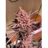 Product_Serious Seeds Seriotica_Cannadusa_Marketplace_Buy