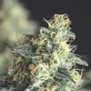 Lemon Larry OG - Heart Notes - Pyramid Seeds