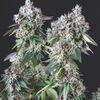 Mendocino Purple Kush - Heart Notes - Pyramid Seeds