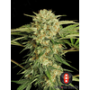 Product_Serious Seeds Motavation_Cannadusa_Marketplace_Buy