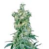 Product_Sensi Seeds American Dream 10 Stk regular_Cannadusa_Marketplace_Buy