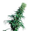 Product_Sensi Seeds Early Pearl_Cannadusa_Marketplace_Buy
