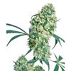Product_Sensi Seeds Ed Rosenthal Super Bud_Cannadusa_Marketplace_Buy