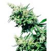 Product_Sensi Seeds Hash Plant_Cannadusa_Marketplace_Buy