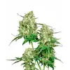 Product_Sensi Seeds Maple Leaf Indica regulär_Cannadusa_Marketplace_Buy