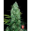 Product_Serious Seeds Serious 6_Cannadusa_Marketplace_Buy