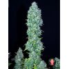 Product_Serious Seeds Serious Happiness_Cannadusa_Marketplace_Buy