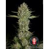 Product_Serious Seeds Serious Kush_Cannadusa_Marketplace_Buy