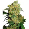Product_Sensi Seeds Big Bud_Cannadusa_Marketplace_Buy