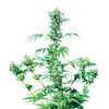 Product_Sensi Seeds Early Girl regulär_Cannadusa_Marketplace_Buy
