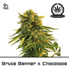 Product_Bruce Banner X Chocolope_Cannadusa_Marketplace_Buy