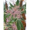 Product_The Cali Connection Cherries Jubilee_Cannadusa_Marketplace_Buy