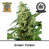 Product_Green Poison F1 Fast – Sweet Seeds_Cannadusa_Marketplace_Buy