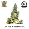 Product_Auto Jet Fuel Mandarine XL – Sweet Seeds_Cannadusa_Marketplace_Buy